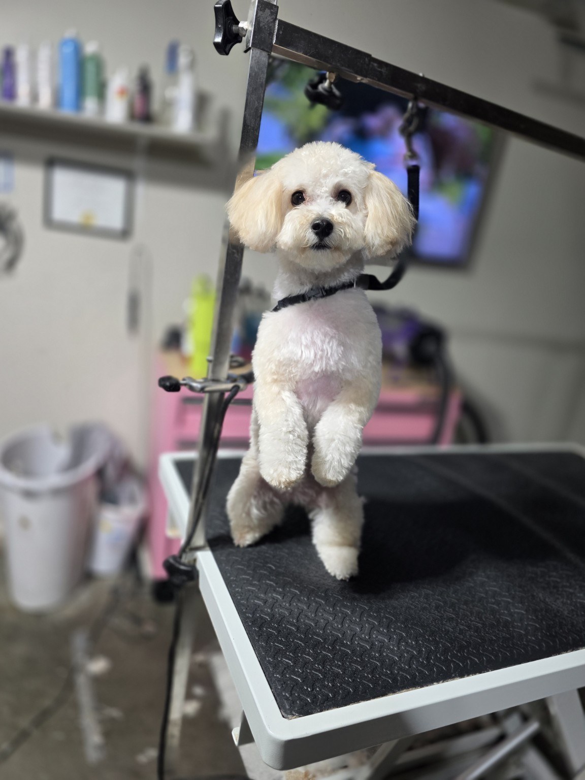 Freshly groomed small white dog at Saije N Suds