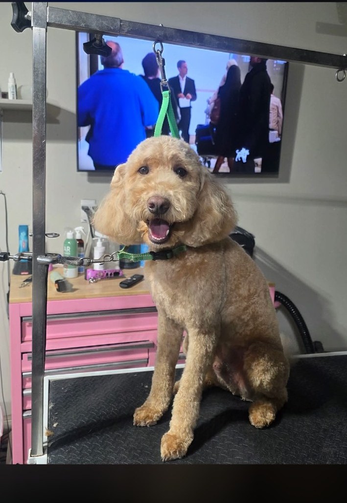 Freshly groomed curly-coated dog at Saije N Suds