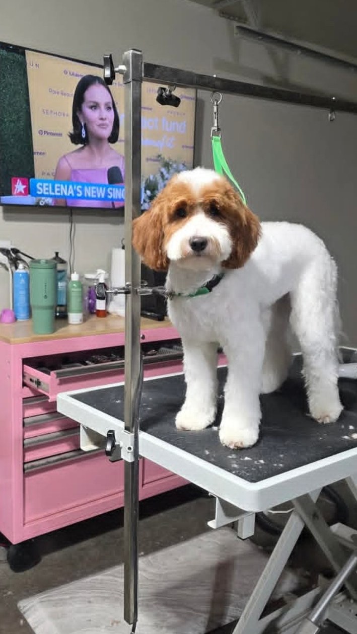 Freshly groomed white and brown dog at Saije N Suds