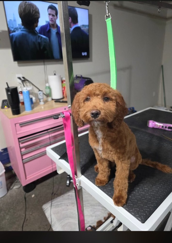 Freshly groomed reddish curly-coated puppy at Saije N Suds