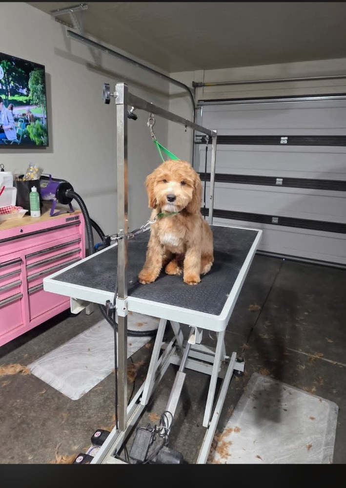 Freshly groomed fluffy puppy at Saije N Suds